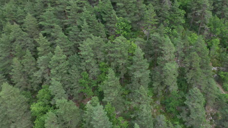 Coniferous-forest-pine-trees-aerial-shot-France